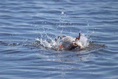 Rolling Duck