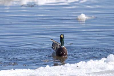 Long necked Mallard