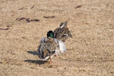 Wind Blown Mallards