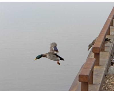 Jumpduck