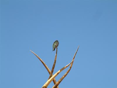 jtreehummingbird2.JPG