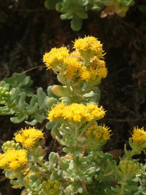 sansimeoncreek7.jpg