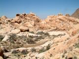 jtreespringcreek9.jpg