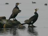 Grand Cormoran | Phalacrocorax carbo | 