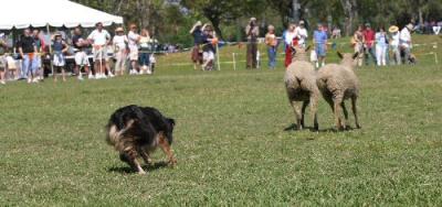 Scottish Festival & Highland Games, Florida