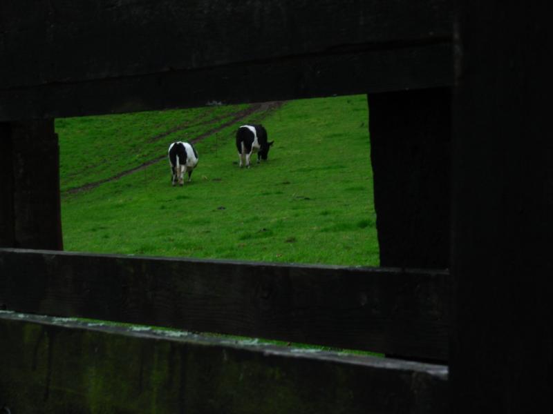 Les vaches