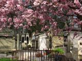 Printemps au Pere Lachaise