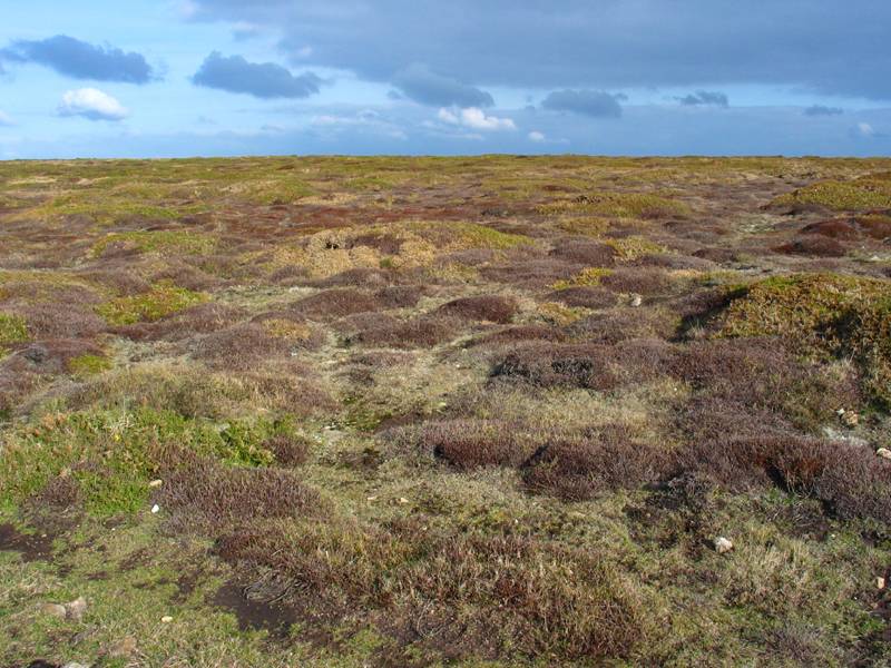 la lande