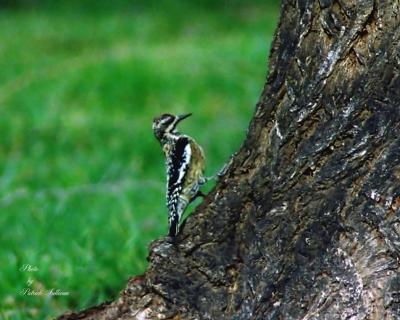 Yellow-bellied Sapsucker
