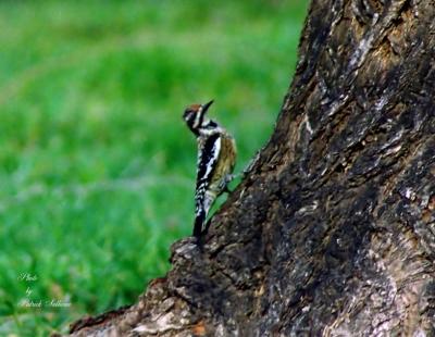 Yellow-bellied Sapsucker