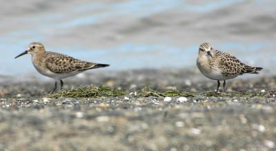 2 Baird's Sandpipers