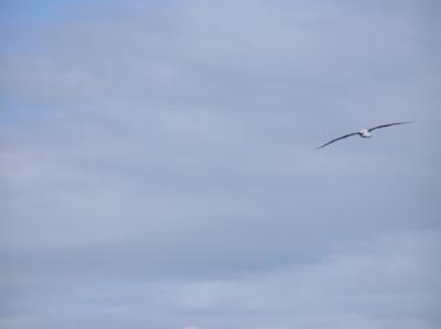 wildlife - royal albatros 1.jpg