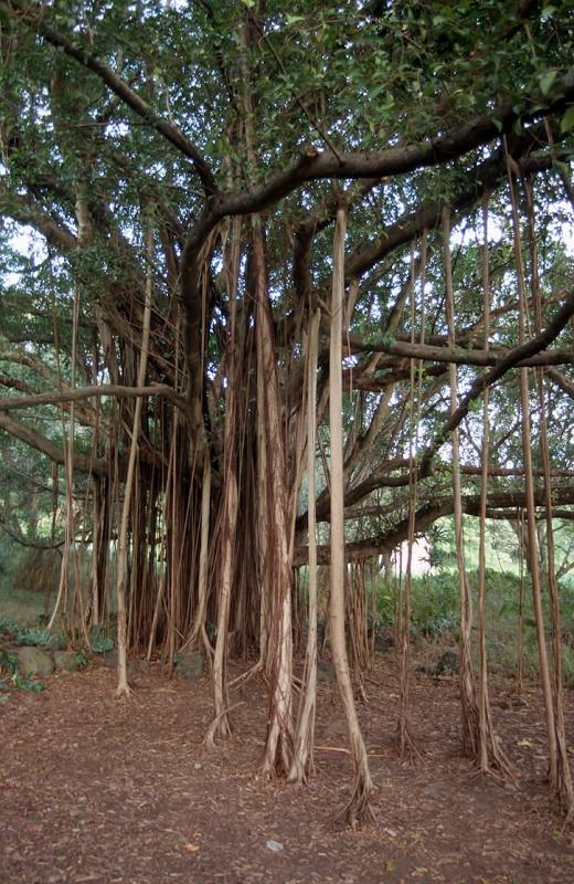 84-Banyan-Tree