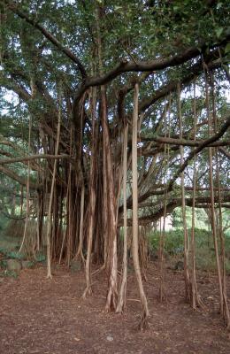 84-Banyan-Tree