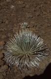 33-Ahinahina (Silversword)