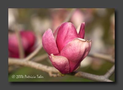 Magnolia Spring
