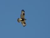 Rough-legged hawk
