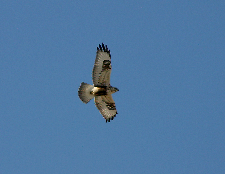 Rough-legged hawk