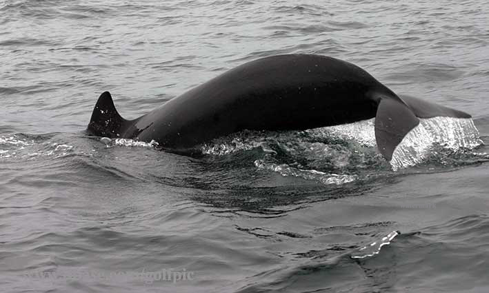 Whale watching at Pleasant Bay