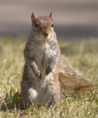 Squirrels