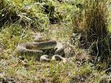 snake