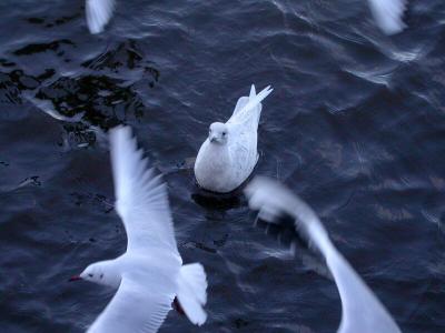 u41/grahamcheckley/medium/26799935.Iceland_Gull_Ayr_08022004_from_JPEG_7334.jpg