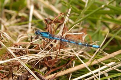 Common Blue Damselfly