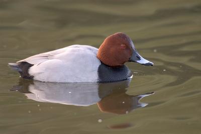 Pochard