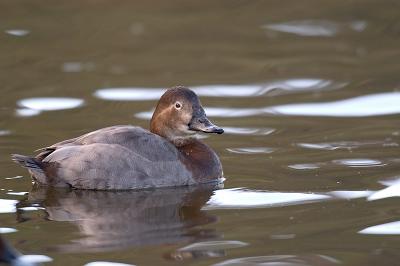 Pochard