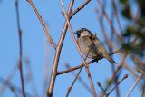 House Sparrow