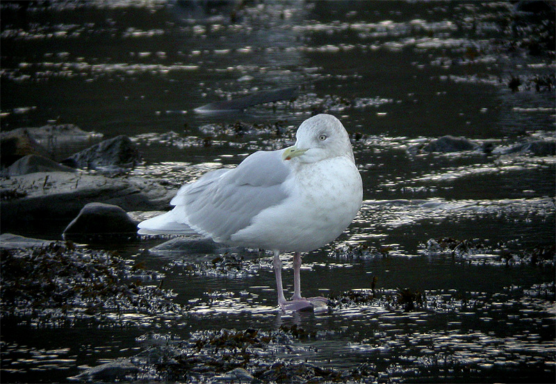 Iceland Gull (adult)