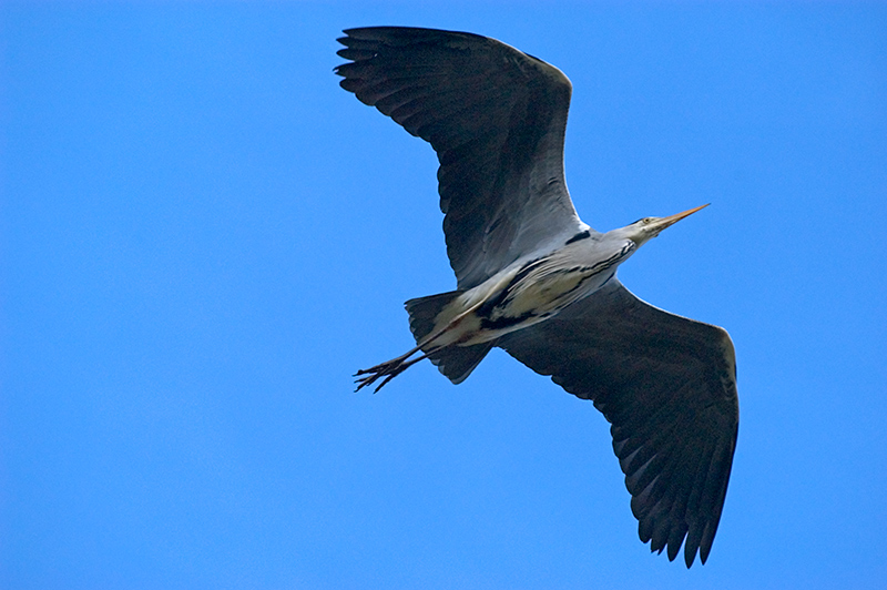 Grey Heron