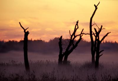 Trees and fog