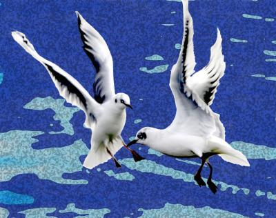Gull Challenge 2.jpg