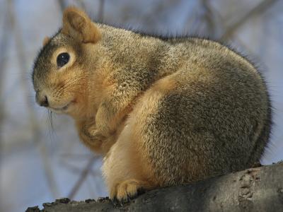 Eastern Fox 01