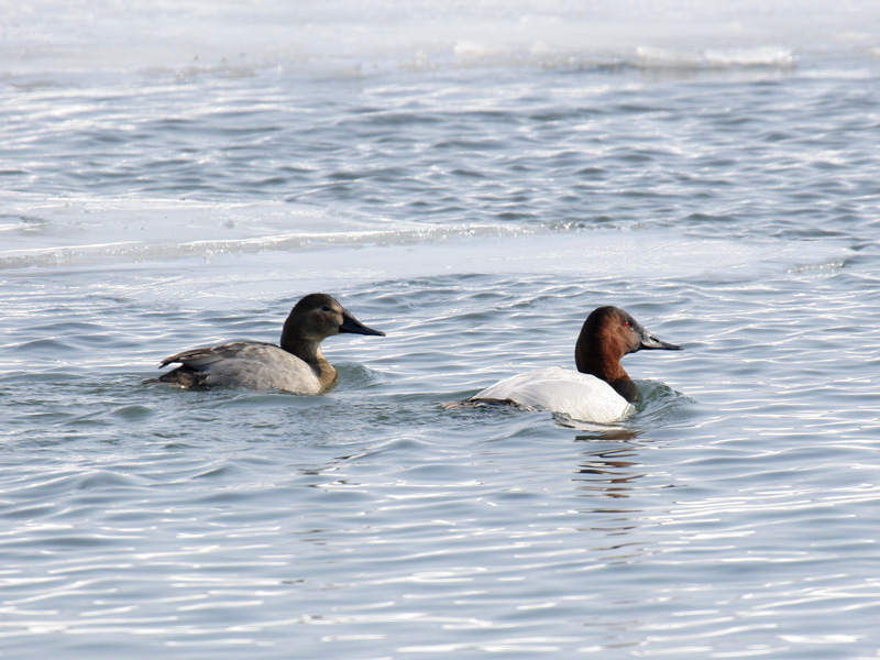 Canvasback 01