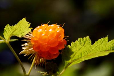 salmonberry