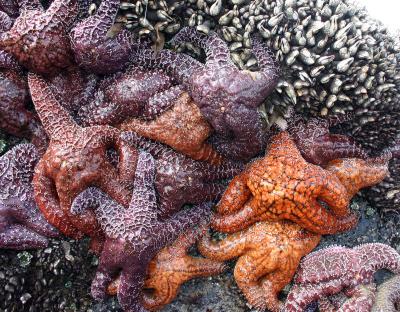 starfish cosiness