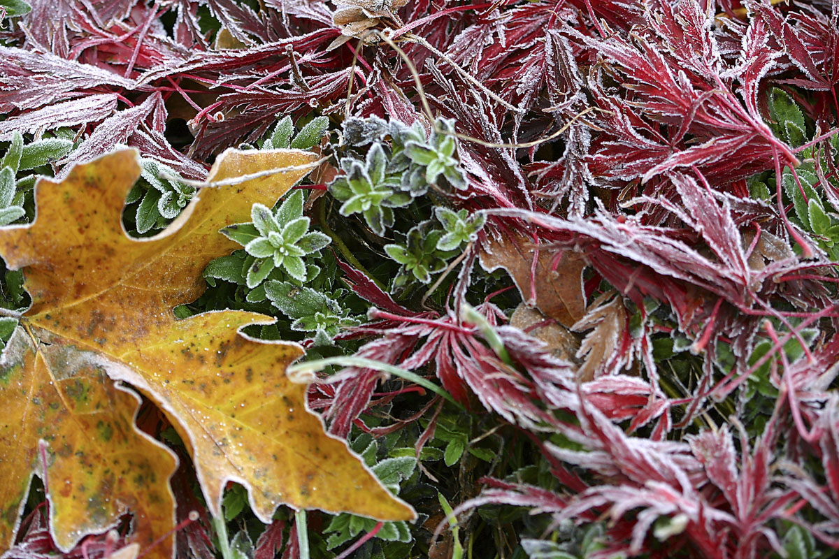 frozen leaf assortment