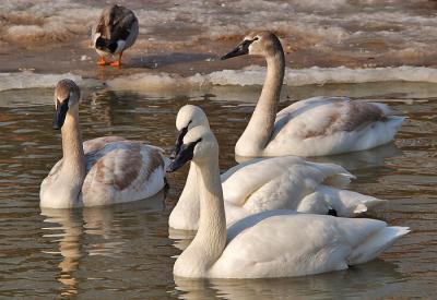 Gang of Swans