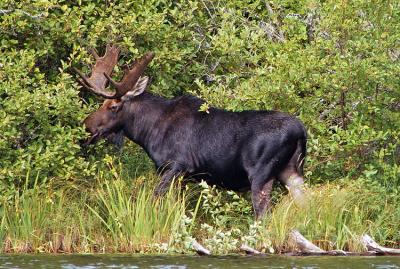 A Moose on the Loose