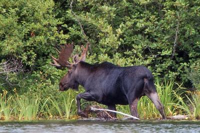 Moose on the Move