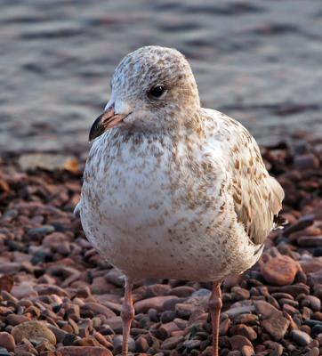 Iceland Gull (juvenile)