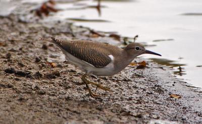 Sandpiper