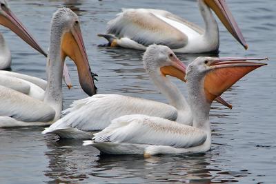 Feeding Frenzy