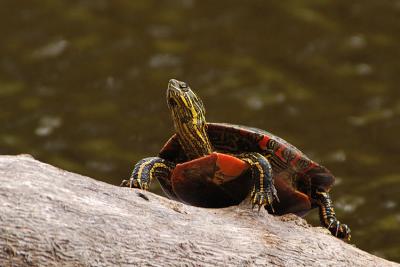 Painted Turtle