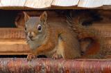 Red Squirrel