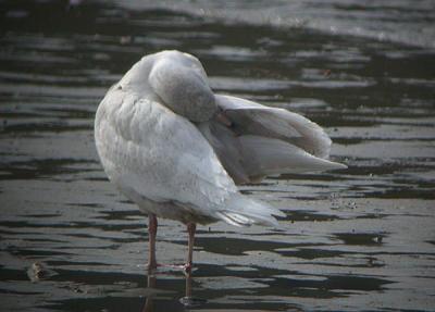 Glaucous Gull