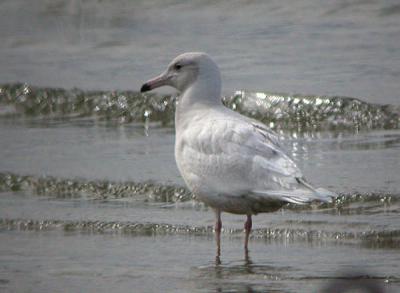 Glaucous Gull