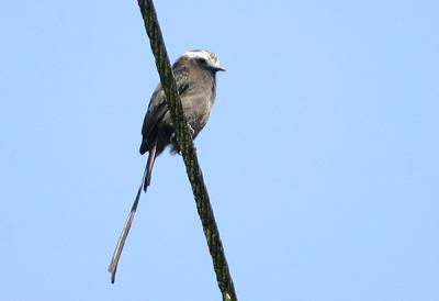 Long-tailed Tyrant